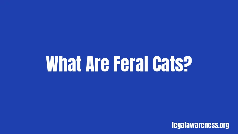 What Are Feral Cats?