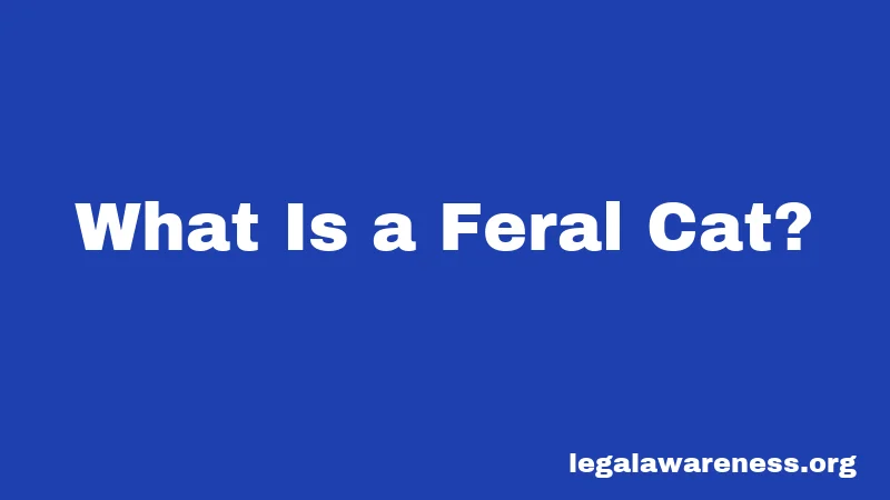 What Is a Feral Cat?