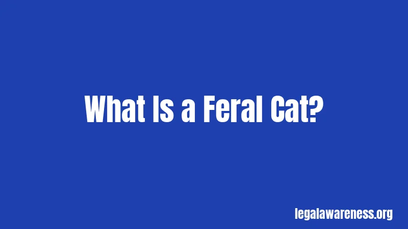What Is a Feral Cat?
