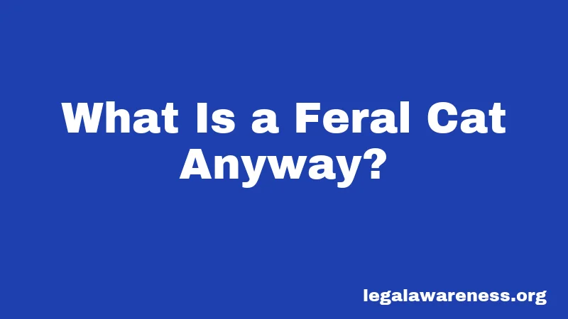 What Is a Feral Cat Anyway?